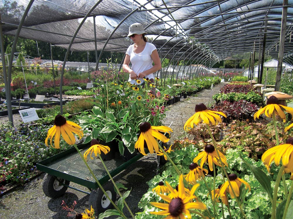 Sun Nurseries Inc.  Plants, Locally Grown Family Owned